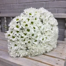 25 кустовых хризантем